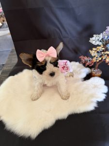 a yorkie with a pink bow