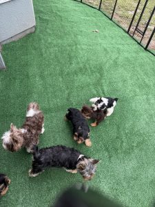 5 yorkies in a pen