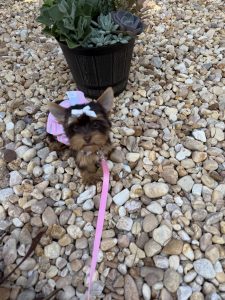 cute yorkie on a leash