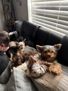 yorkies hanging out on the sofa