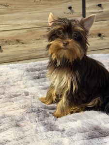 cute yorkie