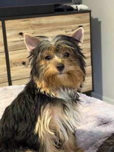 cute yorkie looking at the camera