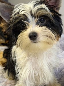 cute white and black dog